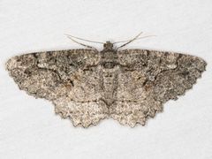 Neoalcis californiaria