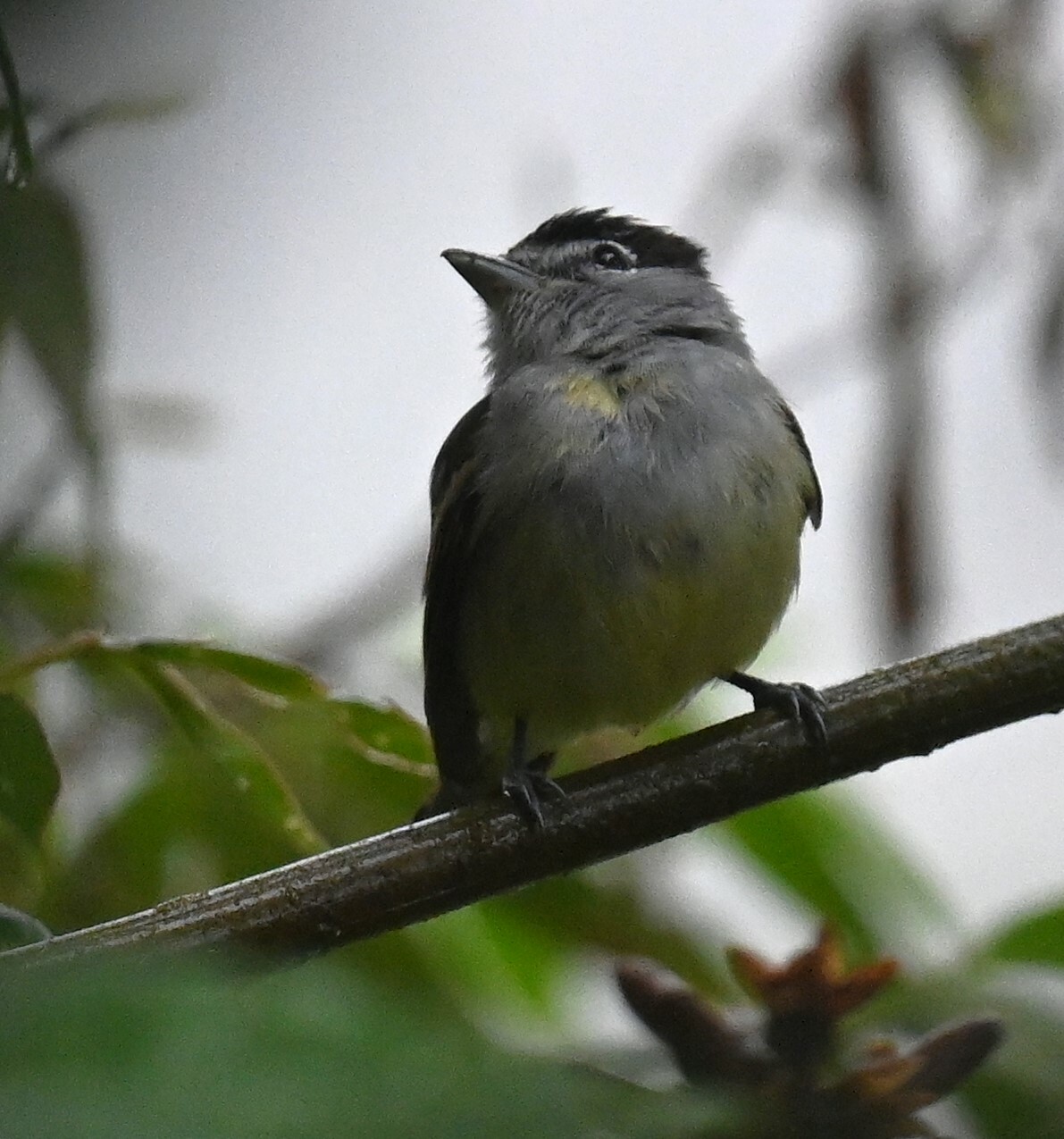 Cryptic Becard (Pachyramphus salvini), photo 8