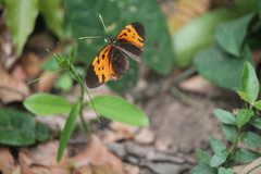 Heliconius numata bicoloratus