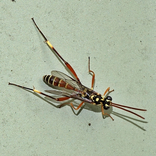 Genus Arthula · iNaturalist