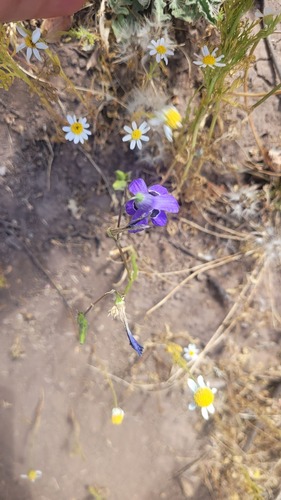 Conanthera trimaculata (Conanthera trimaculata)