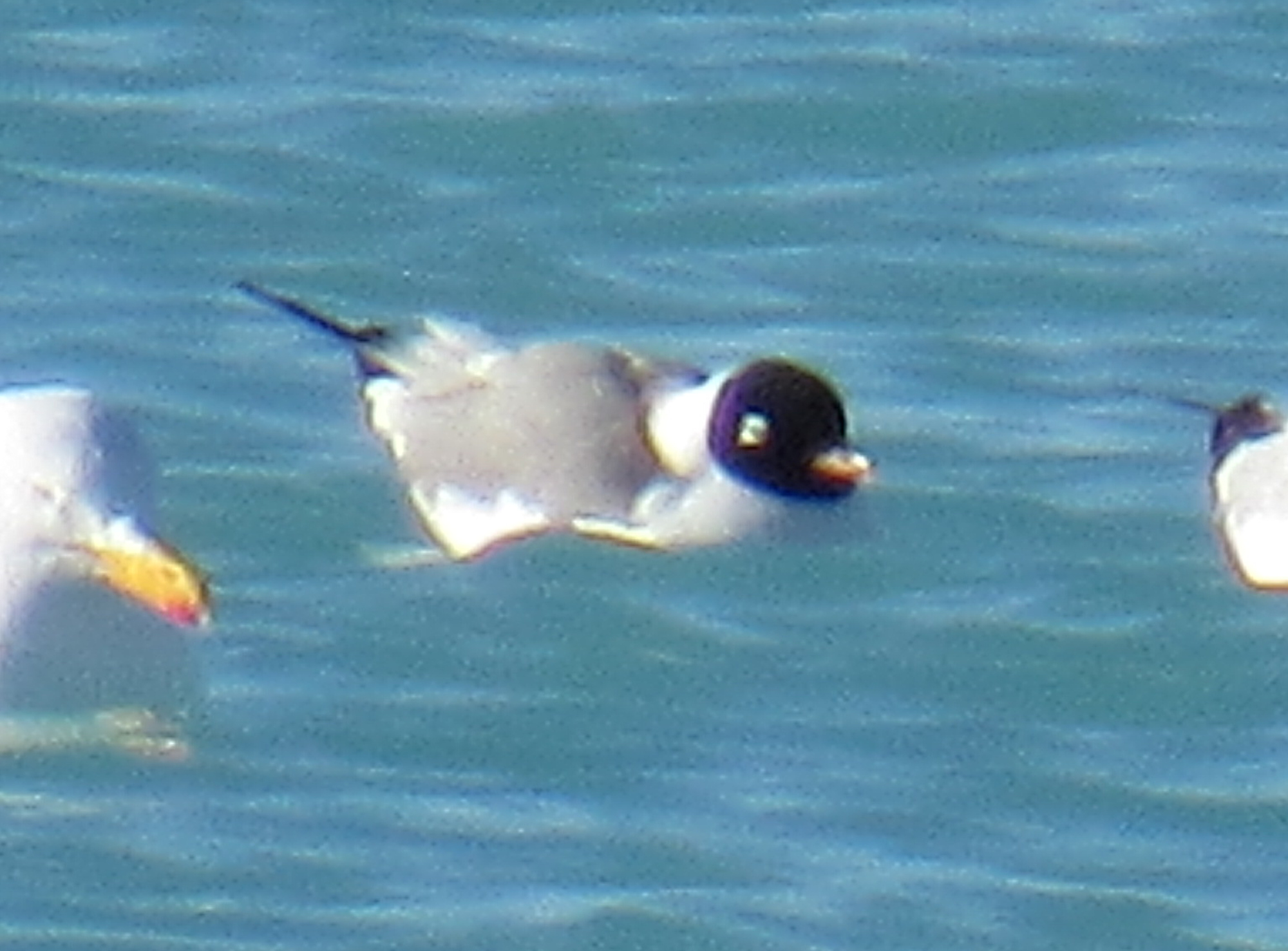 Franklin's Gull
