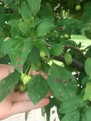 Malus floribunda