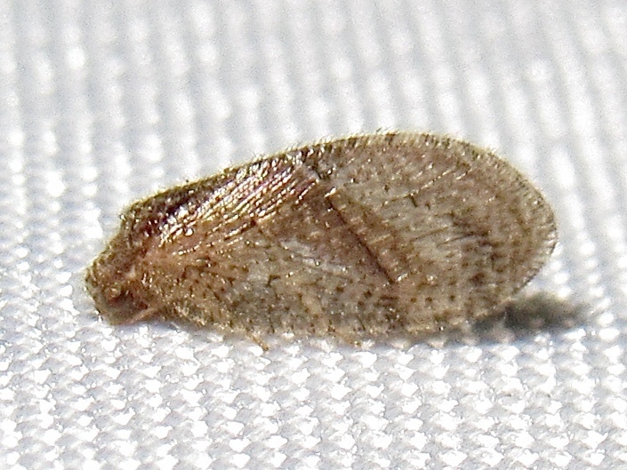 Megalomus minor