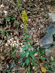 Solidago hispida hispida