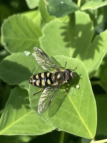 iNaturalist observation photo of Metasyrphus