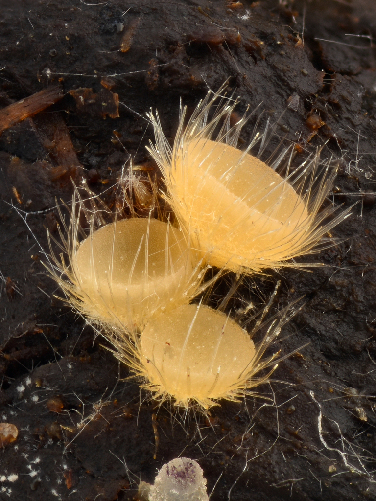 Lasiobolus