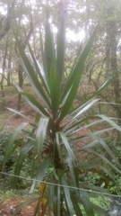 Yucca aloifolia