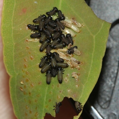 Eucalyptus variegated beetle photo 3