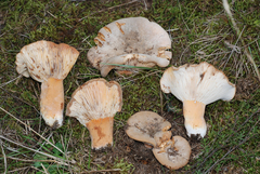 Lactifluus clarkeae
