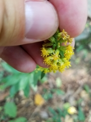 Solidago hispida hispida