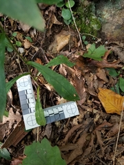 Solidago hispida hispida