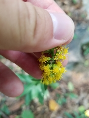 Solidago hispida hispida