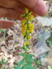 Solidago hispida hispida