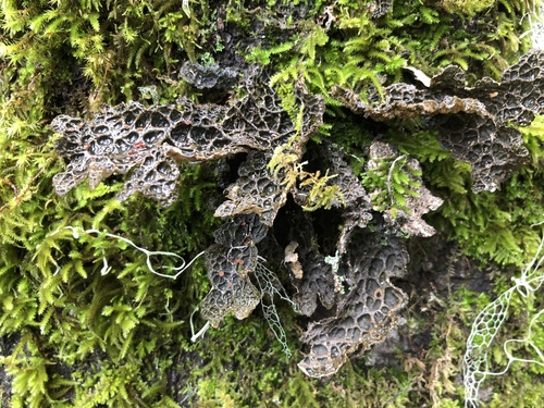 iNaturalist observation photo of Lung Lichens