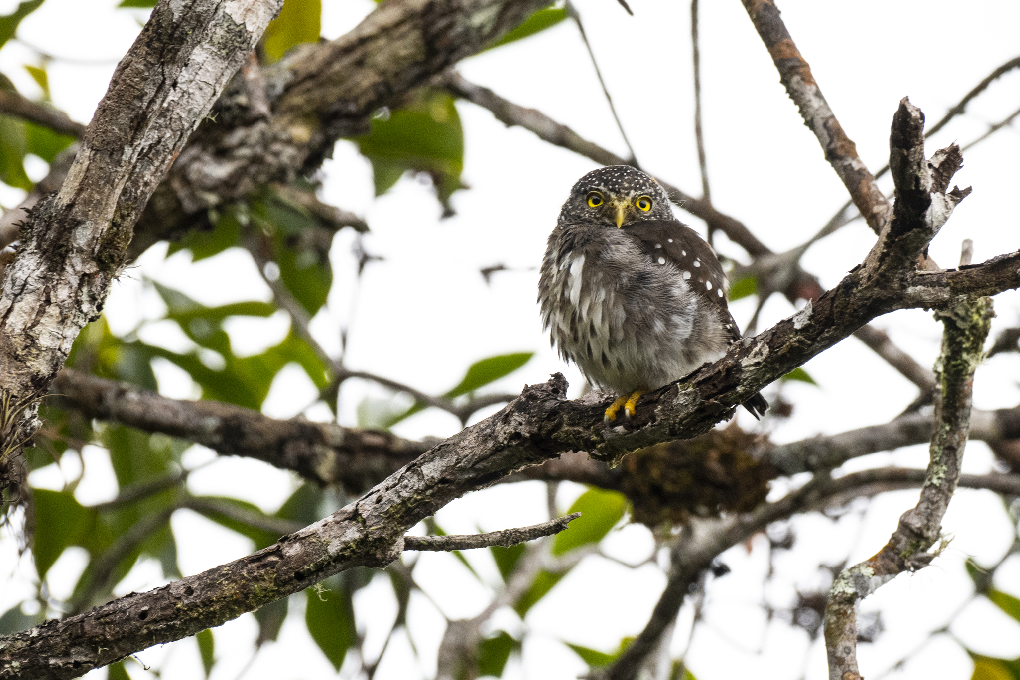 Subtropical Pygmy-Owl (Glaucidium parkeri)