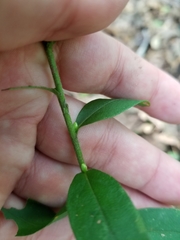 Solidago hispida hispida