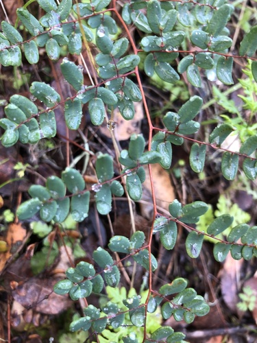 iNaturalist observation photo of Coffee Fern