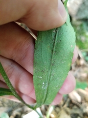 Solidago hispida hispida