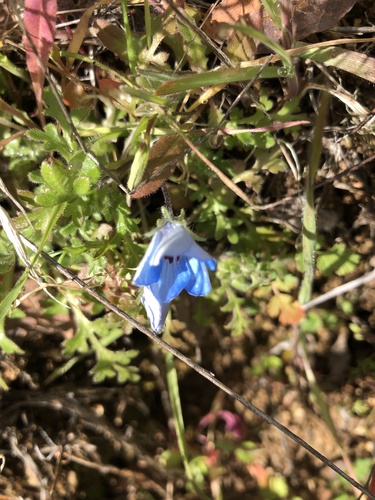 iNaturalist observation photo of Menzies' baby blue eyes