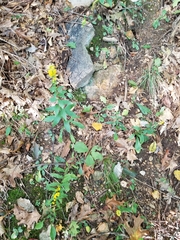 Solidago hispida hispida