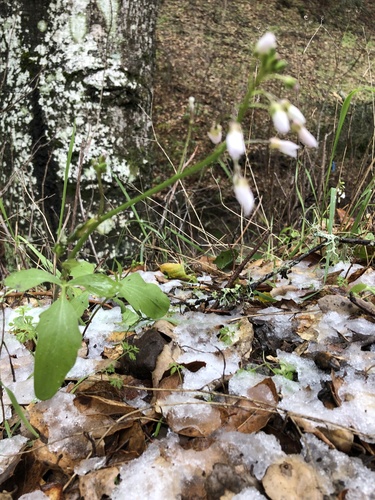 iNaturalist observation photo of milkmaids