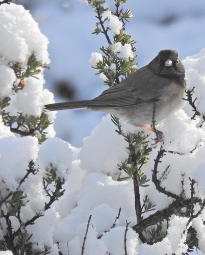 iNaturalist observation photo of Dark-eyed Junco