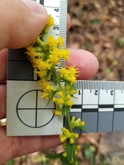 Solidago hispida hispida