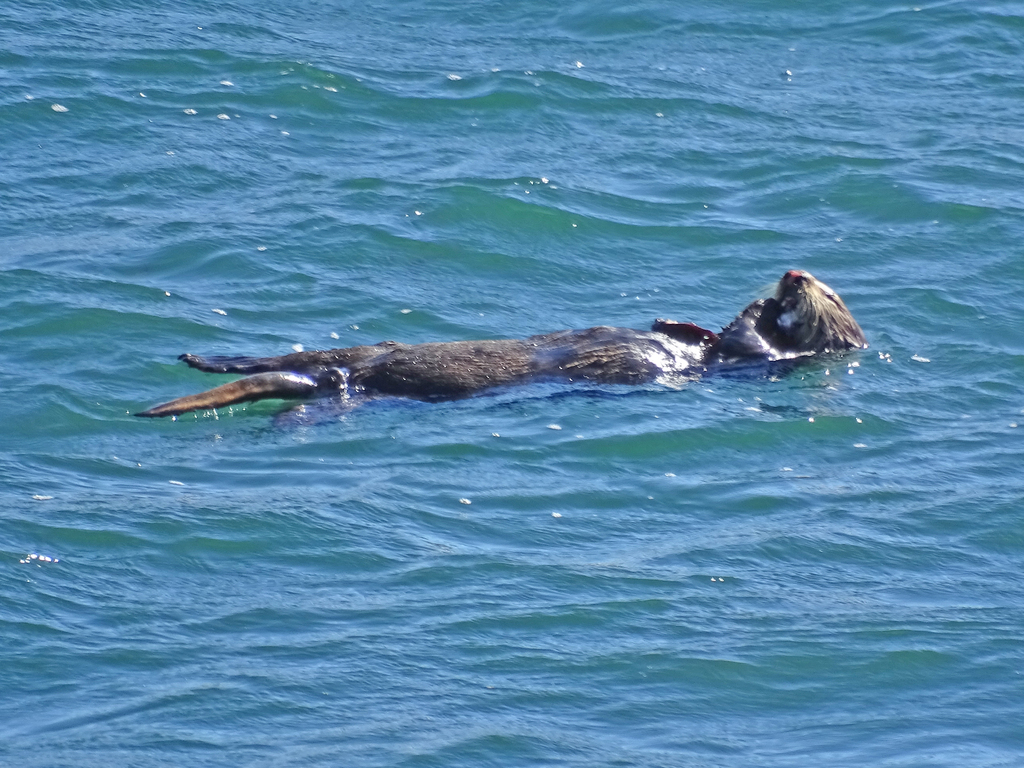 Sea Otter in August 2017 by chamma. Pismo Beach, CA, August 2017. This ...