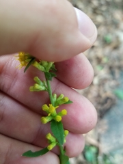 Solidago hispida hispida