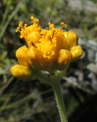 Alloispermum scabrum