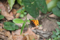 Heliconius numata bicoloratus