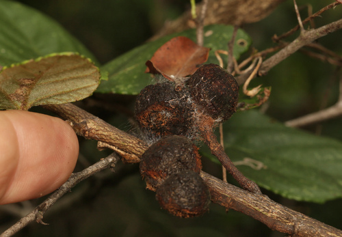 Image of Grewia hexamita by (c) Wynand Uys, some rights reserved (CC BY)