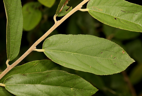Image of Grewia bicolor by (c) Wynand Uys, some rights reserved (CC BY)