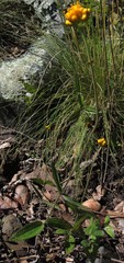 Alloispermum scabrum