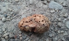 Disholandricus reniformis