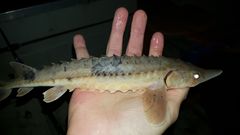 Acipenser fulvescens