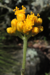 Alloispermum scabrum