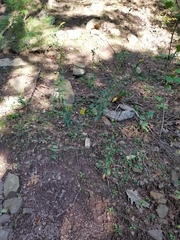 Solidago hispida hispida