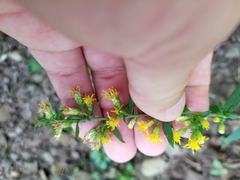 Solidago hispida hispida