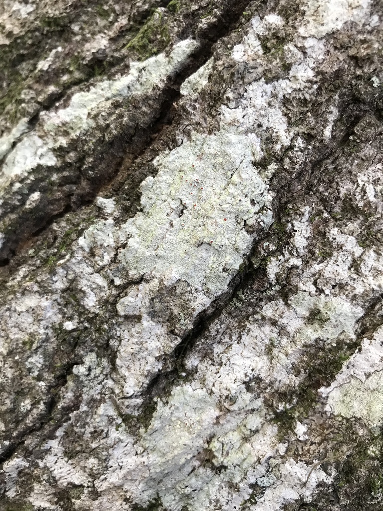 American bloodspot