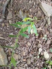 Solidago hispida hispida