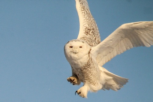 Harfang des neiges, femelle