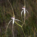 Caladenia splendens - Photo (c) Felix Riegel, μερικά δικαιώματα διατηρούνται (CC BY-NC), uploaded by Felix Riegel