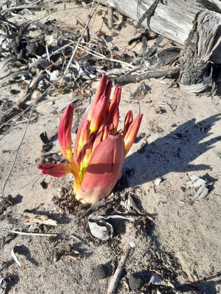 candelabra lily from Cape Farms, Cape Town, South Africa on February 28