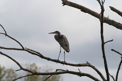 Ardea herodias herodias