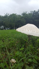 Agaricales