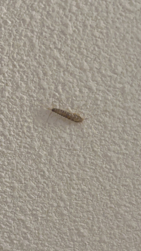 Long-tailed Silverfish, Hengelo, photo 7 of 10