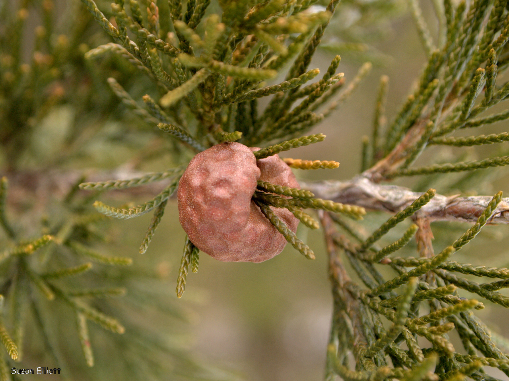 Gymnosporangium juniperi-virginianae image