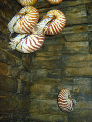 Nautilus pompilius